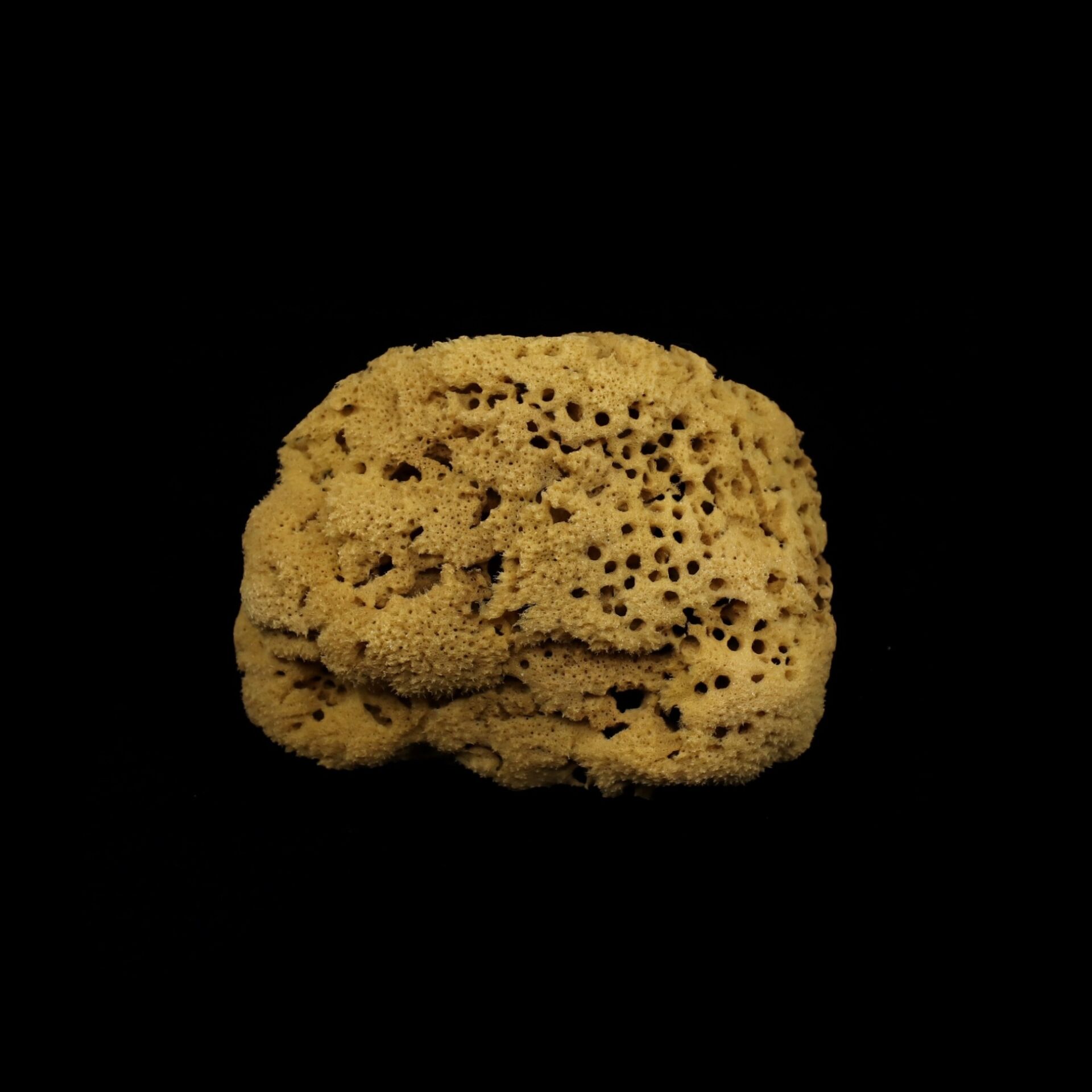 DEKOR DOĞAL DENİZ SÜNGERİ KOD:1474